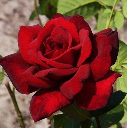 Корни роз сорт "Зоммердуфт" - фото 1 - id-p56116559