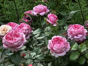 Корни роз сорт "Шанталь Мерье",открытая корневая