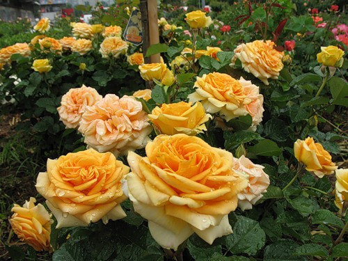 Корни роз сорт "Капучино", фото 2