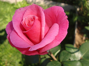 Корни роз сорт "Карина"