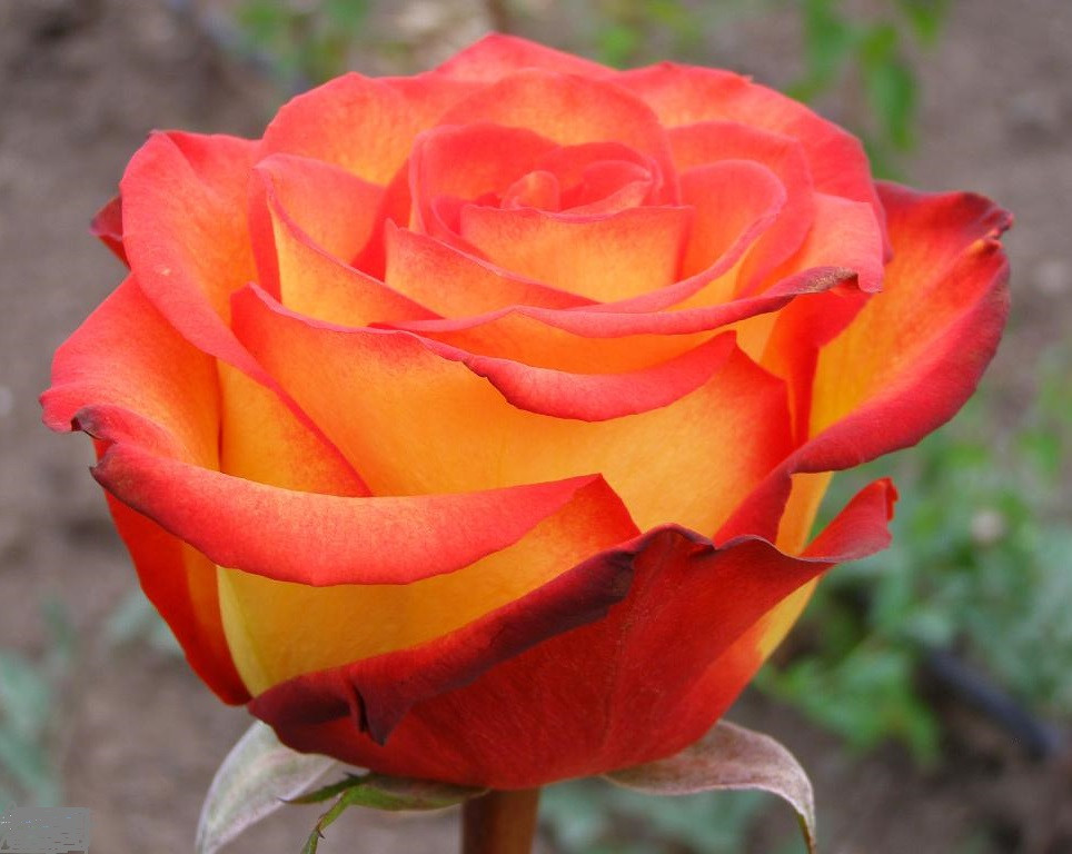 Корни роз сорт "Клер Мекс" - фото 1 - id-p56116604