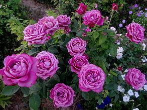 Корни роз сорт "Клод Брассер", открытая корневая