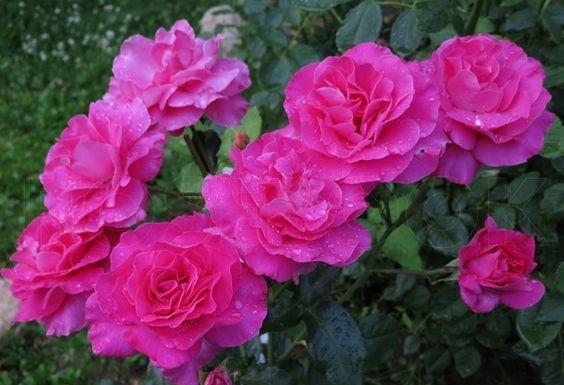 Корни роз сорт "Ману Мейян", фото 2