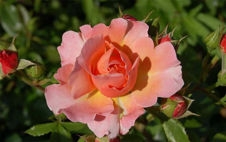 Корни роз сорт "Мари Кюри", фото 2