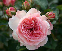 Корни роз сорт "Мария Терезия",открытая корневая