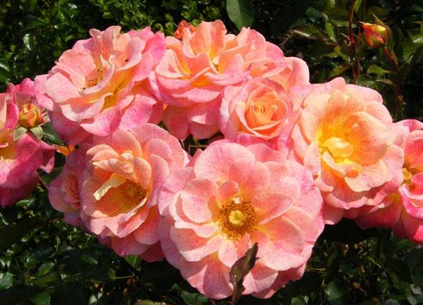 Корни роз сорт "Мишель Серро" - фото 1 - id-p56120761
