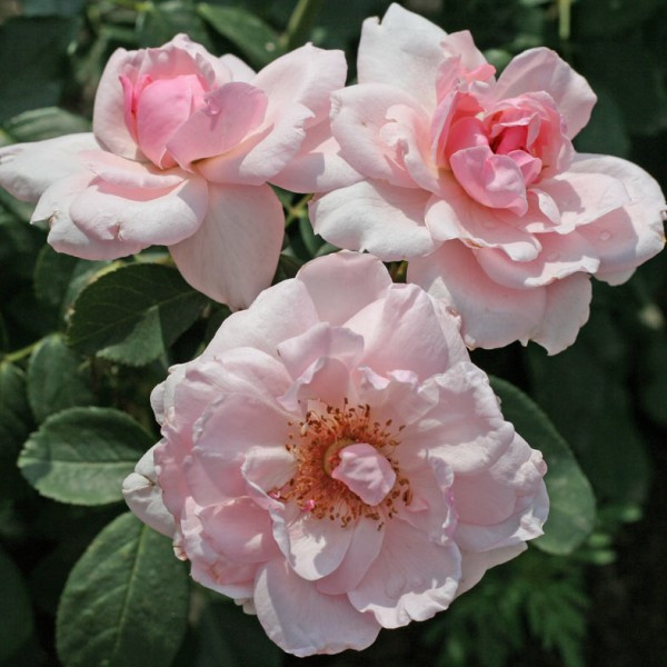 Корни роз сорт "Пти Трианон" - фото 1 - id-p56125091