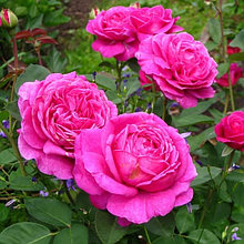 Корни роз сорт "Сангрия", открытая корневая