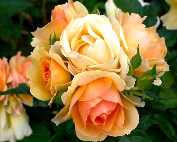 Корни роз сорт "Ханзештадт Росток", открытая корневая