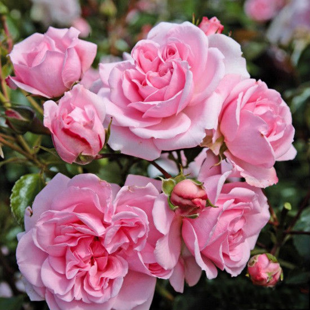 Корни роз сорт "Хоум энд Гарден" - фото 1 - id-p56125116