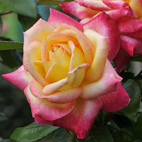Корни роз сорт "Контики", открытая корневая