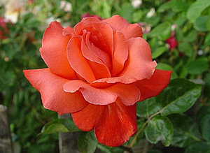 Корни роз сорт "Аве Мария"