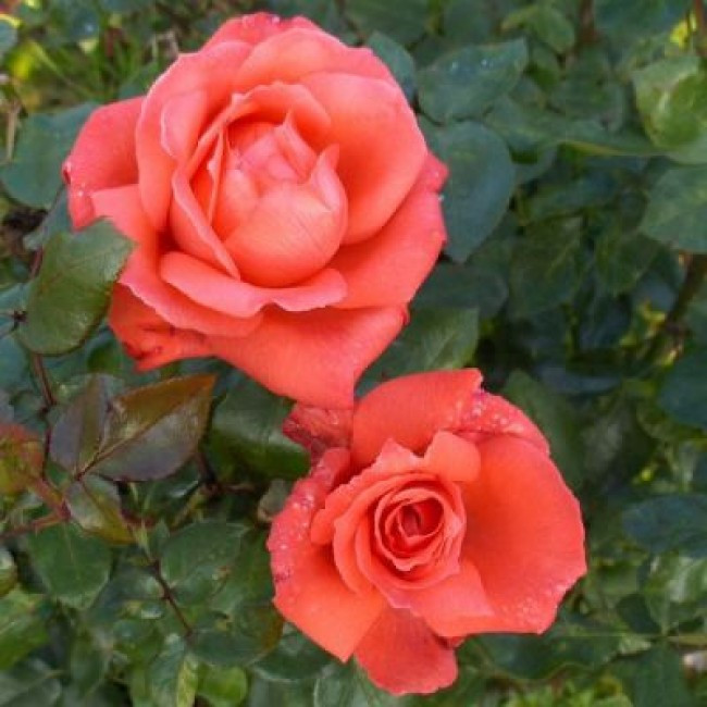 Корни роз сорт "Аве Мария" - фото 2 - id-p56133307