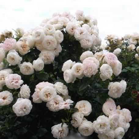 Корни роз сорт "Артемис", фото 2