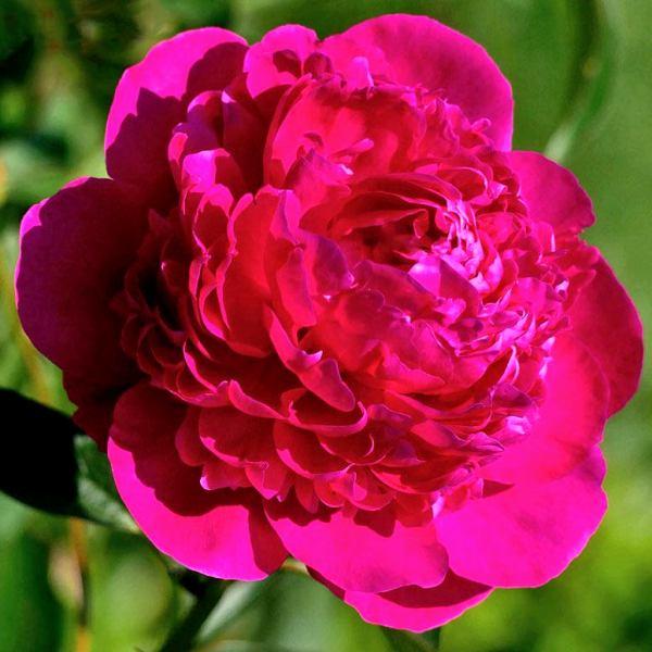 Корни роз сорт "Биг-Бен" - фото 1 - id-p56133366