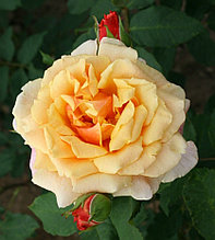 Корни роз сорт "Карамелла"