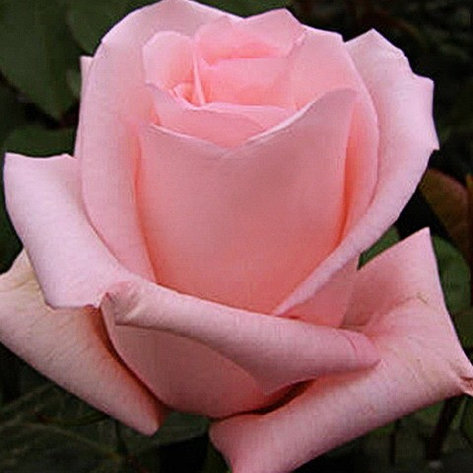 Корни роз сорт "Мэрхен Кениген",открытая корневая, фото 2