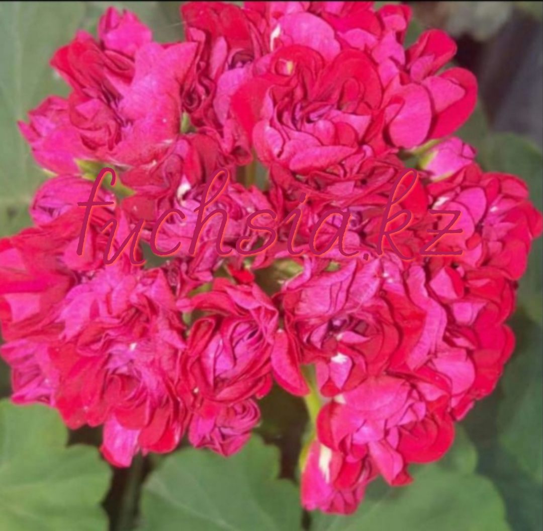 Ungarisk Appleblossom Rosebud /розебуд