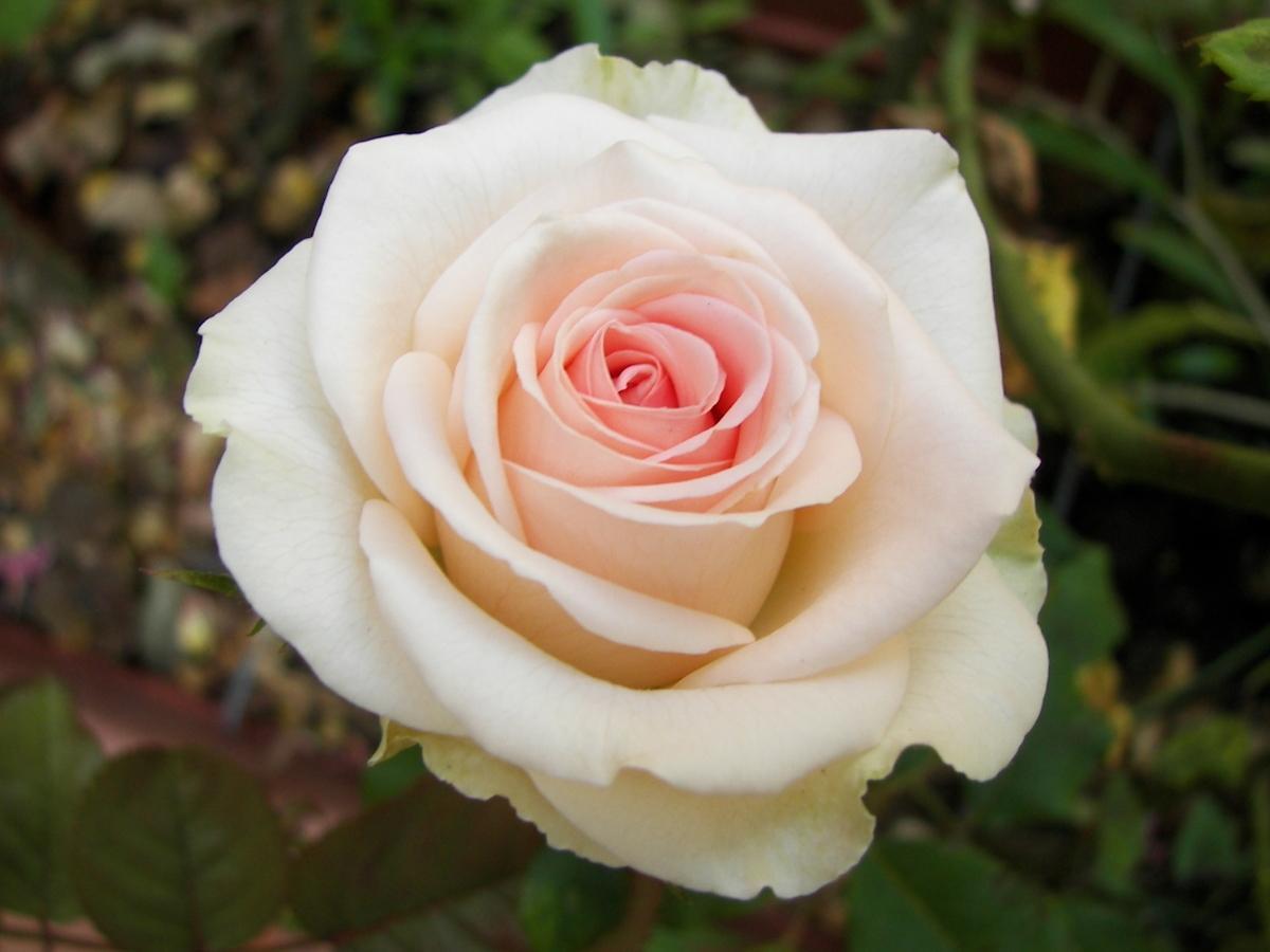 Корни роз сорт "Ла Белла" - фото 1 - id-p56147670