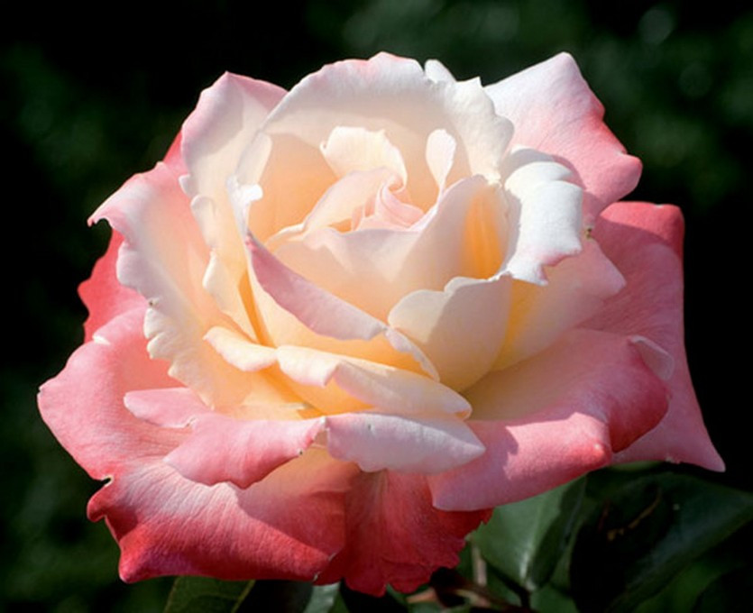 Корни роз сорт "Летиция Каста" - фото 1 - id-p56147783