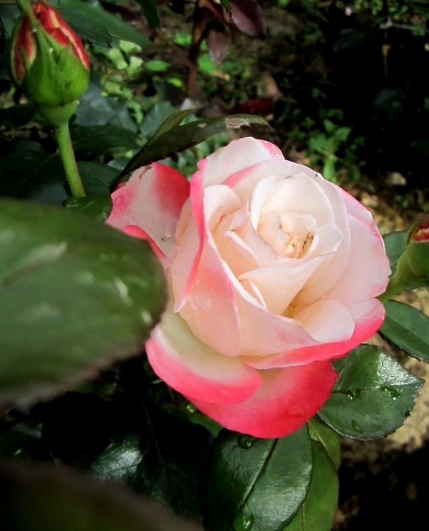 Корни роз сорт "Летиция Каста" - фото 2 - id-p56147783