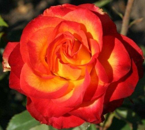 Корни роз сорт "Лина" - фото 1 - id-p56149088