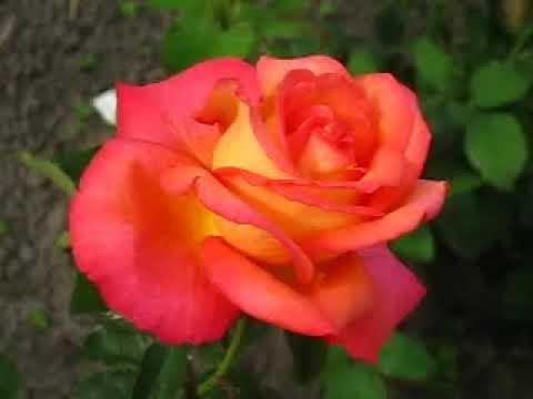 Корни роз сорт "Лина" - фото 2 - id-p56149088