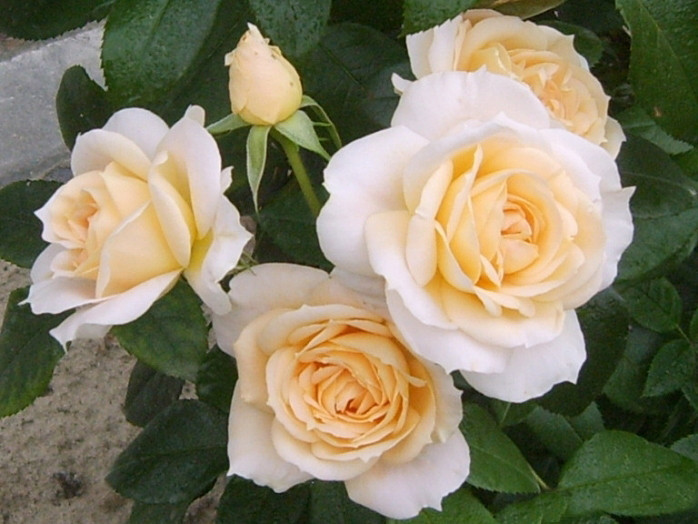 Корни роз сорт "Львиная Роза"
