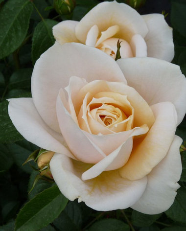 Корни роз сорт "Львиная Роза", фото 2