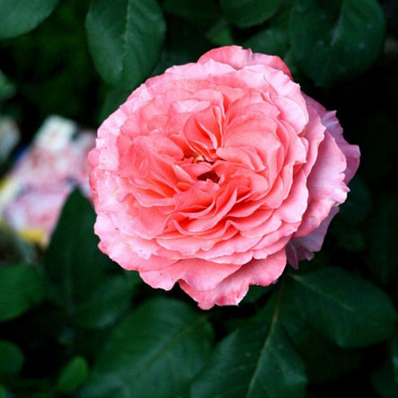 Корни роз сорт "Лоран Каброль", фото 2