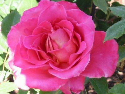 Корни роз сорт "Мадрас"