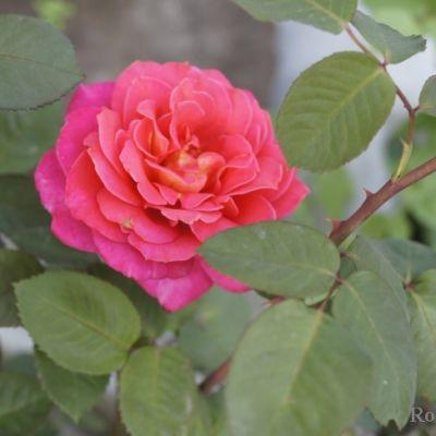 Корни роз сорт "Мадрас" - фото 2 - id-p56149149