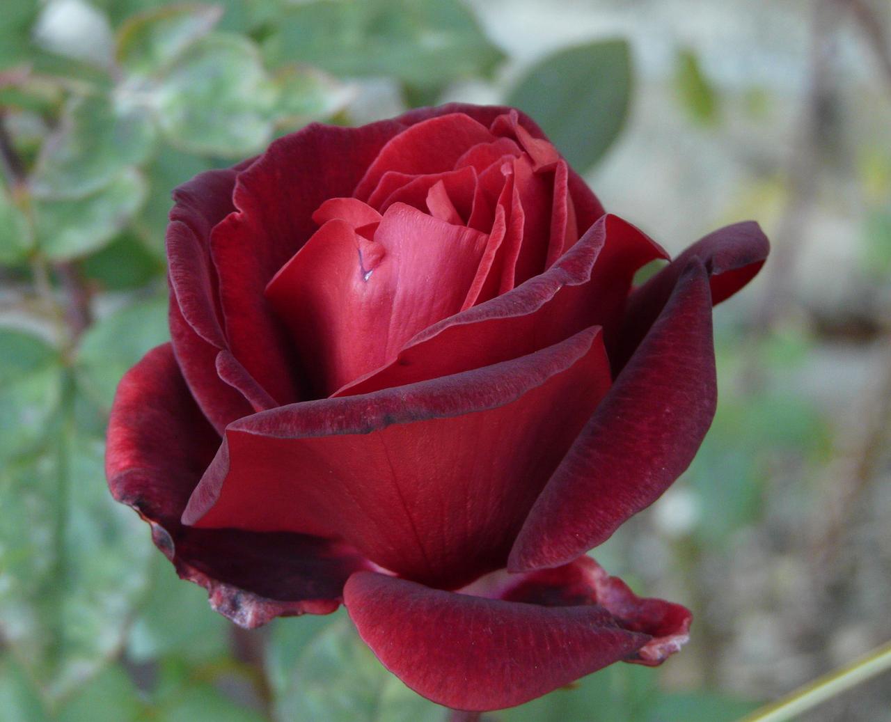 Комментарии :: Энциклопедия роз