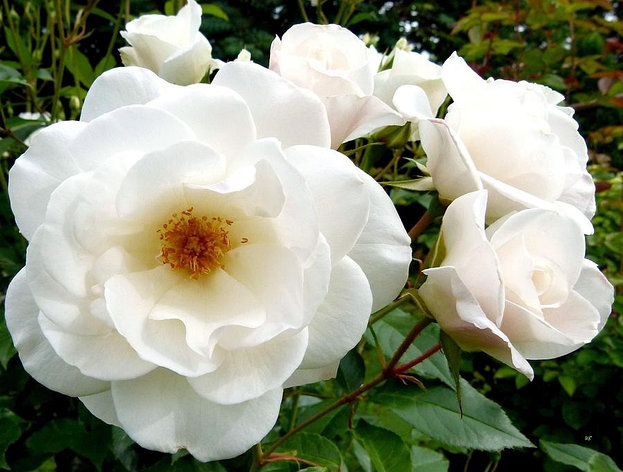 Корни роз сорт "Белая Мелкая", фото 2