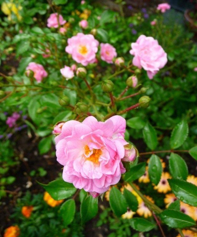 Корни роз сорт "Зе Фейри" - фото 1 - id-p56149352