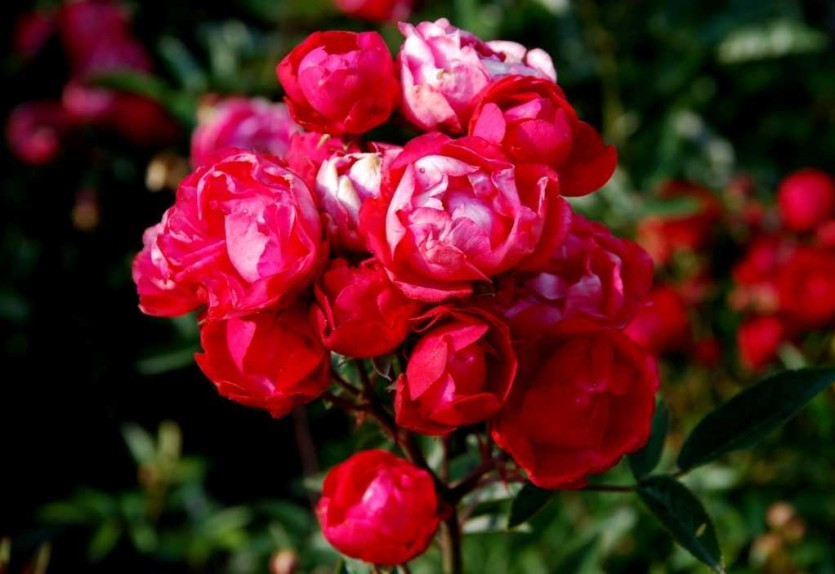 Корни роз сорт "Морсдаг" - фото 1 - id-p56149385