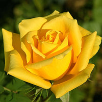 Корни роз сорт "Мохана", открытая корневая