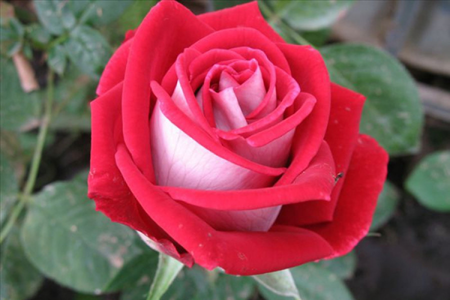 Корни роз сорт "Николь" - фото 1 - id-p56150273