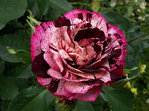 Корни роз сорт "Нью Имэджин"