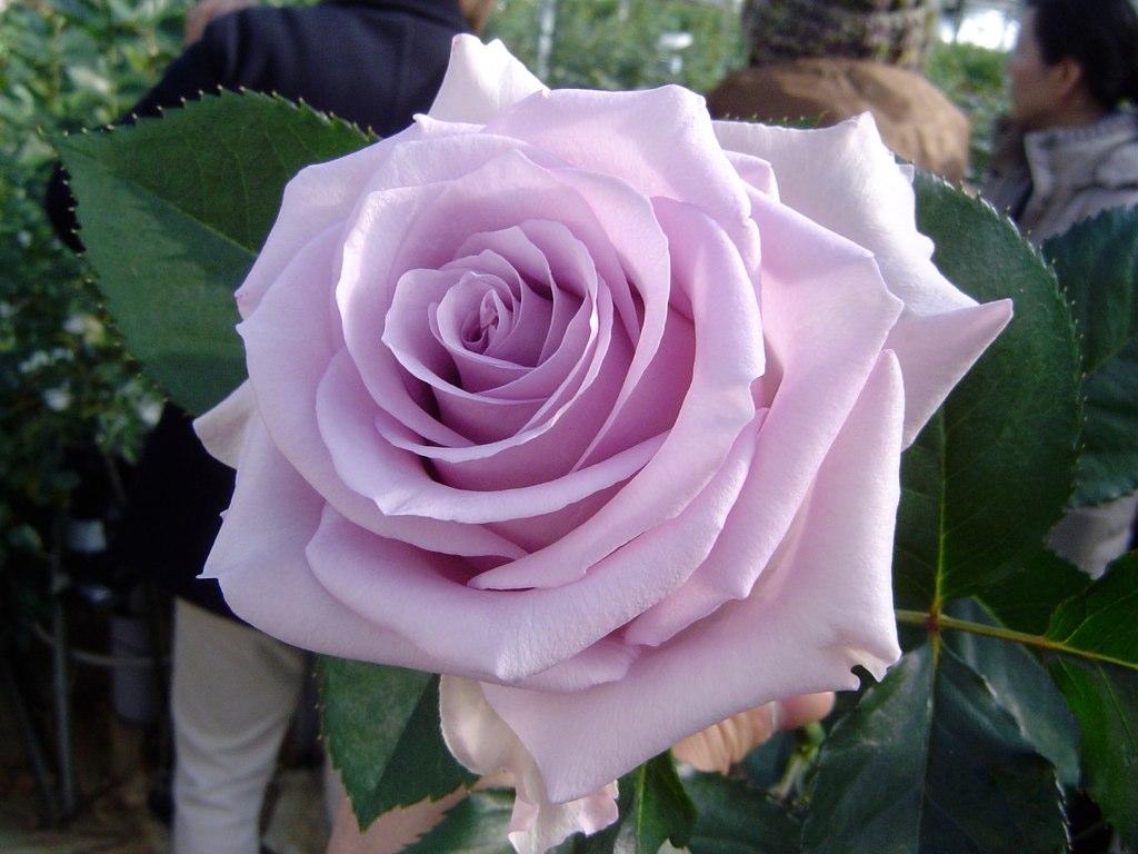 Корни роз сорт "Оушен Сонг" - фото 1 - id-p56151820