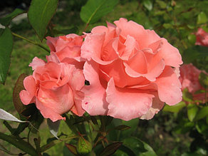 Корни роз сорт "Париж д’Ив Сен Лоран"
