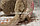 Меховые наушники со звездами и блестками 18815-7 коричневые, фото 6
