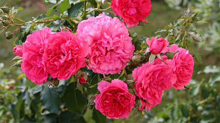 Корни роз сорт "Розариум Ютерсен", фото 2