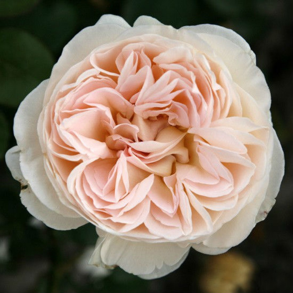 Корни роз сорт "Себастьян Кнейп" - фото 1 - id-p56304132