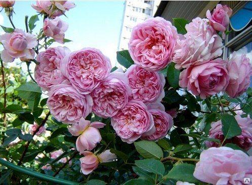 Корни роз сорт "Соня Рикель" - фото 2 - id-p56304137