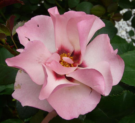 Корни роз сорт "Эллиса Принцесса Финикийская", фото 2