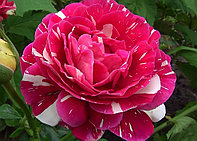 Корни роз сорт "Пестрая фантазия",открытая корневая