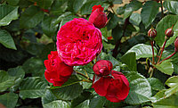 Корни роз сорт "Пиано", открытая корневая