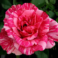 Корни роз сорт "Пинк Интуишн", открытая корневая