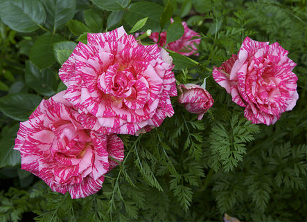 Корни роз сорт "Пинк Интуишн", открытая корневая, фото 2